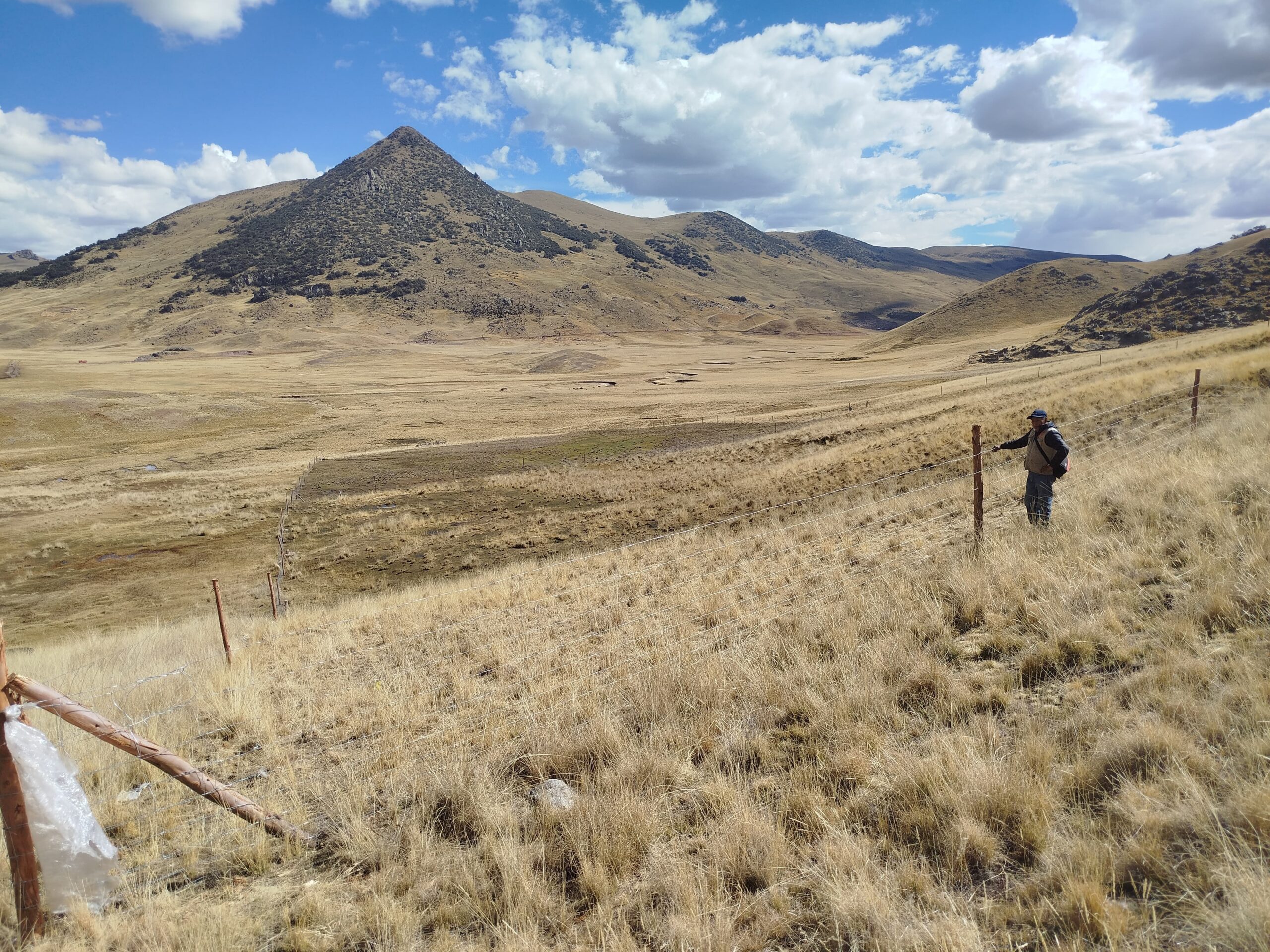 high altitude wetlands and alpacas