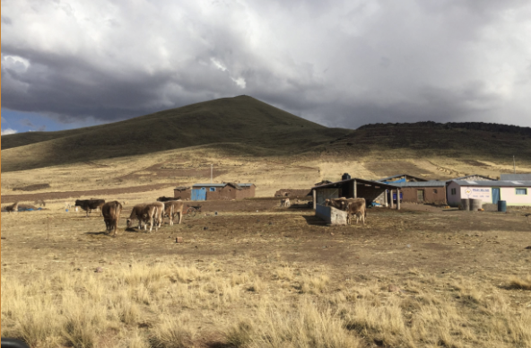 high altitude wetlands and alpacas